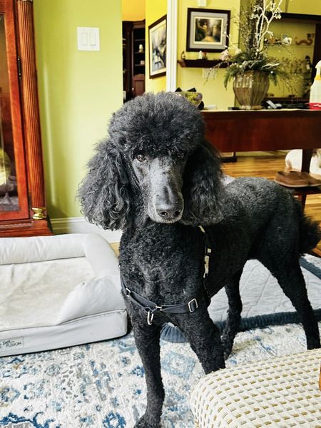 Dog Image
