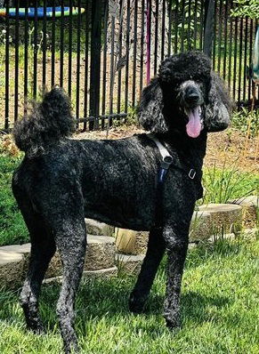 Dog Image