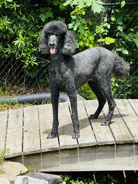 Dog Image