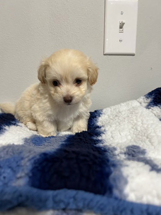 Dog Image