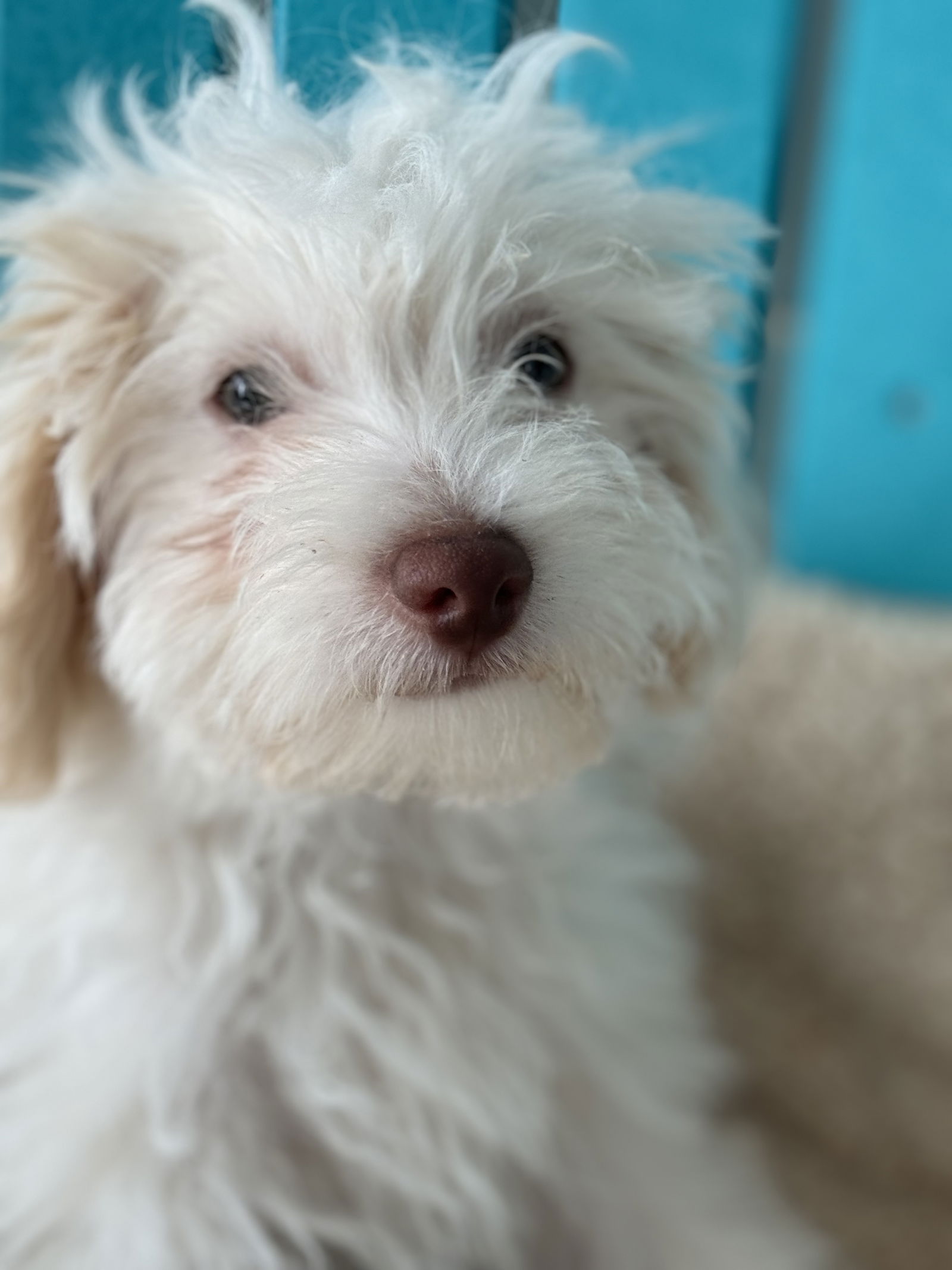 Dog Image