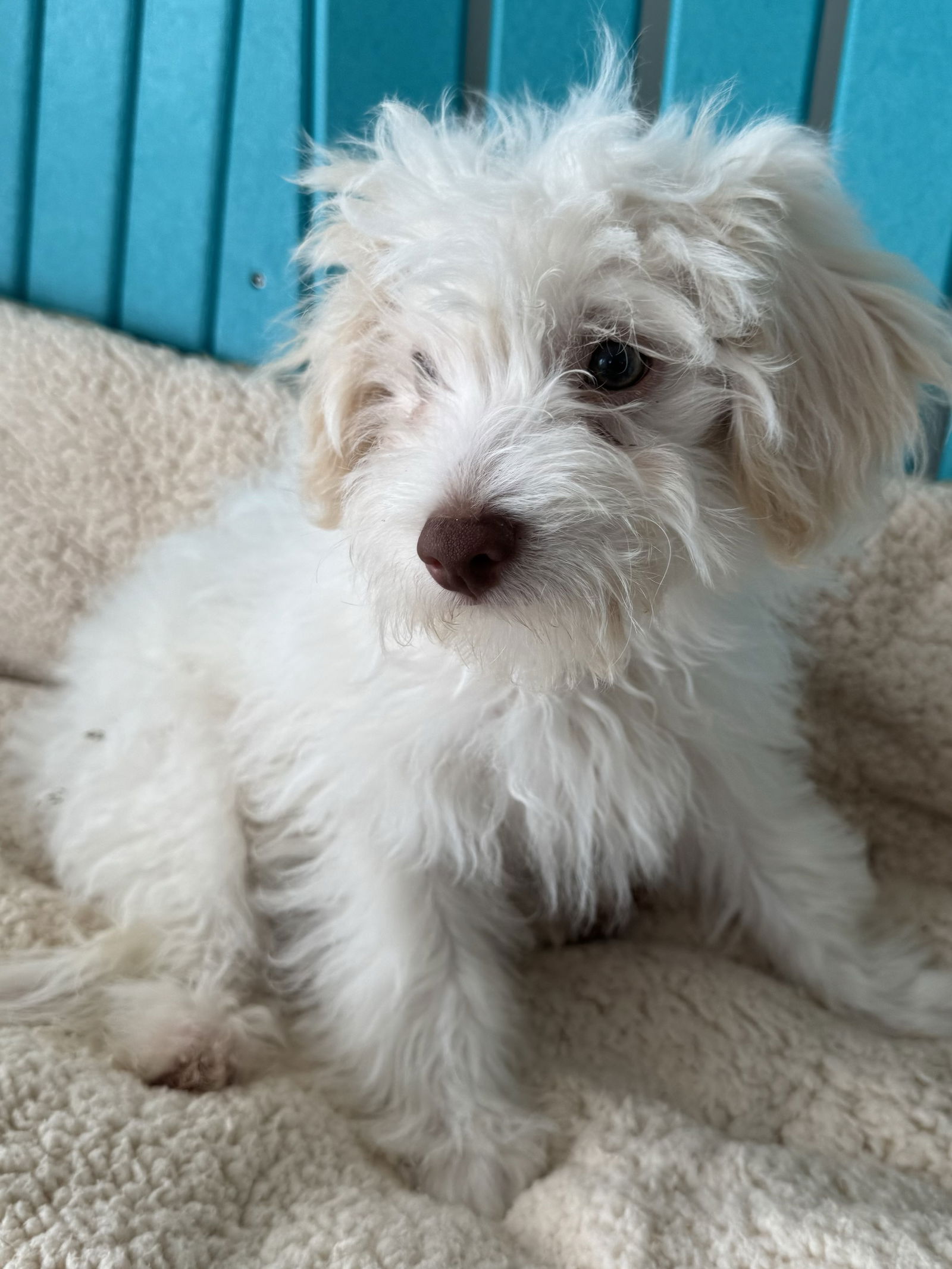 Dog Image