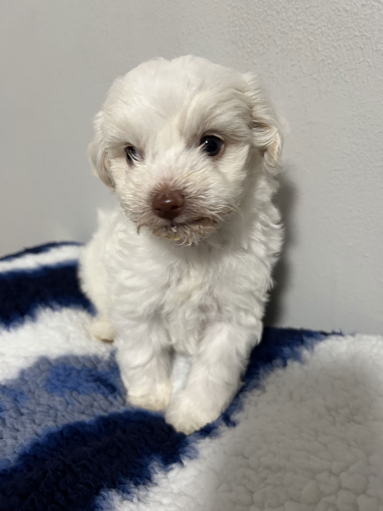 Dog Image