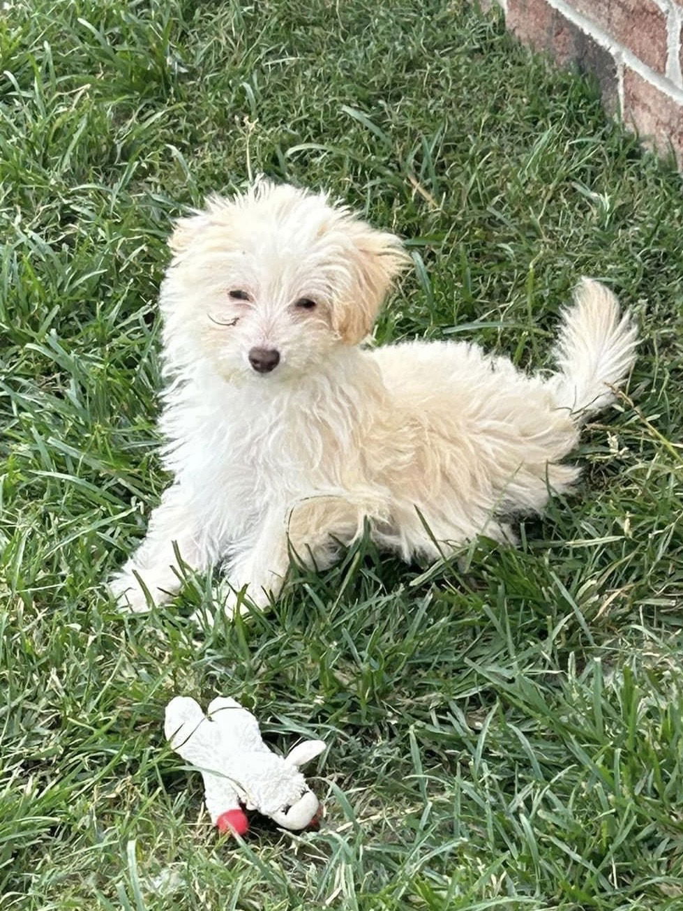 Dog Image