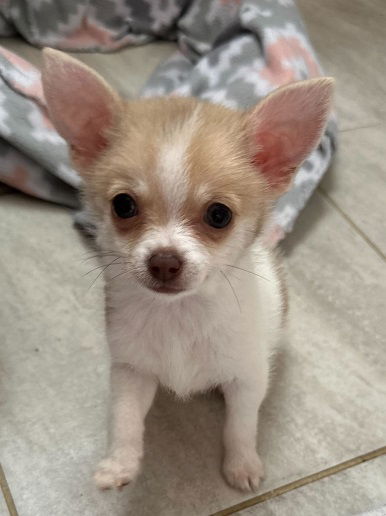 Dog Image