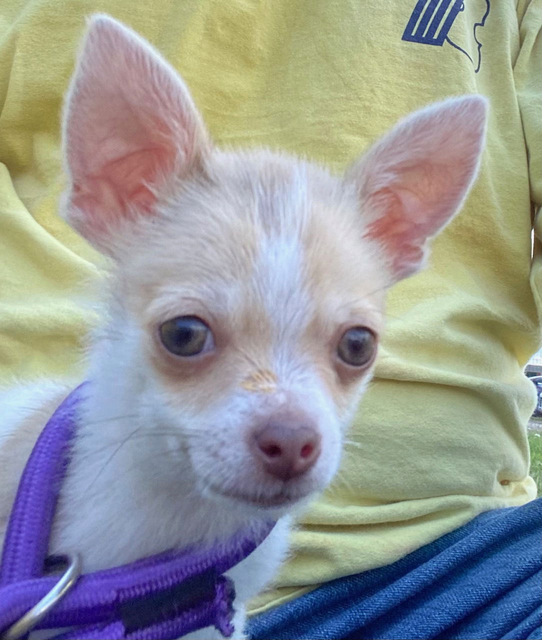 Dog Image