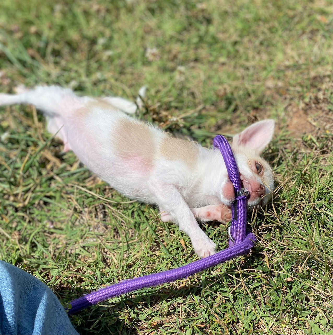 Dog Image