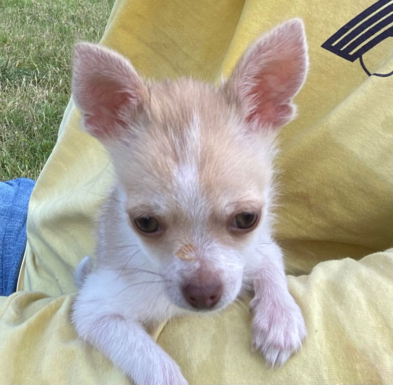 Dog Image