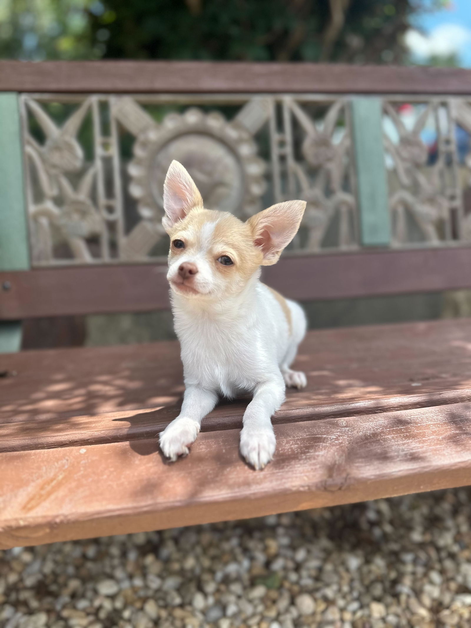 Dog Image