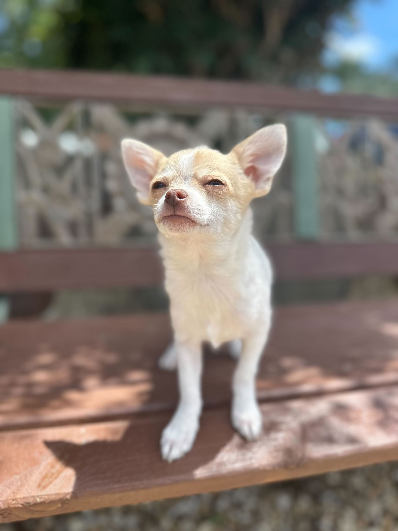 Dog Image