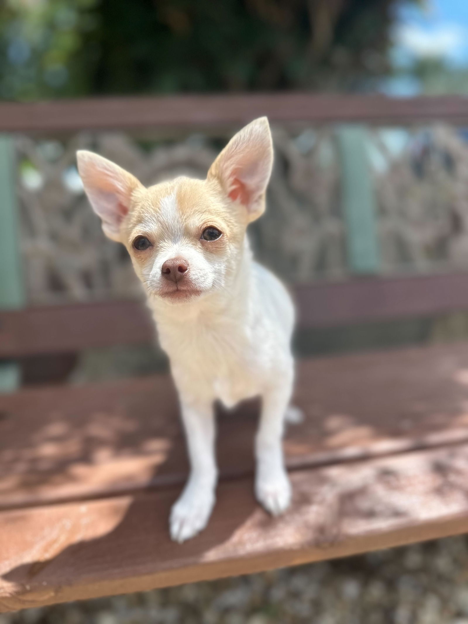 Dog Image