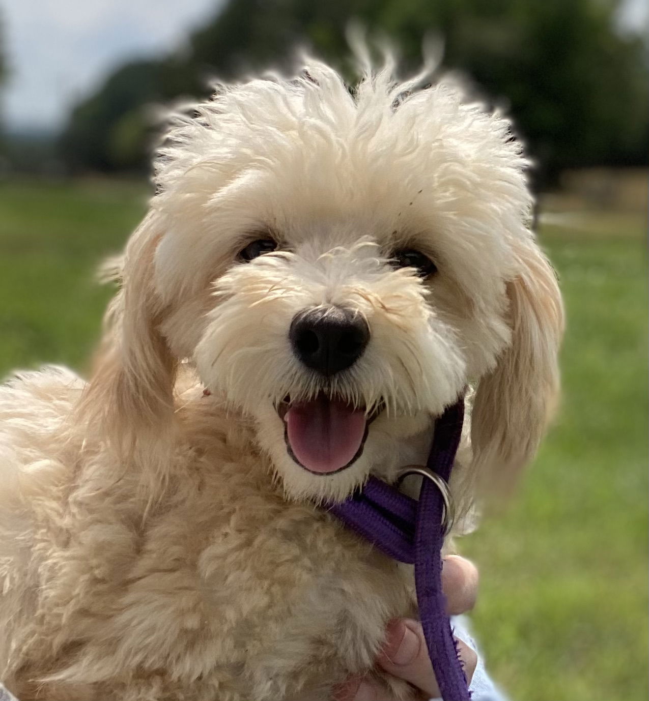 Available Dogs – Carolina Poodle Rescue