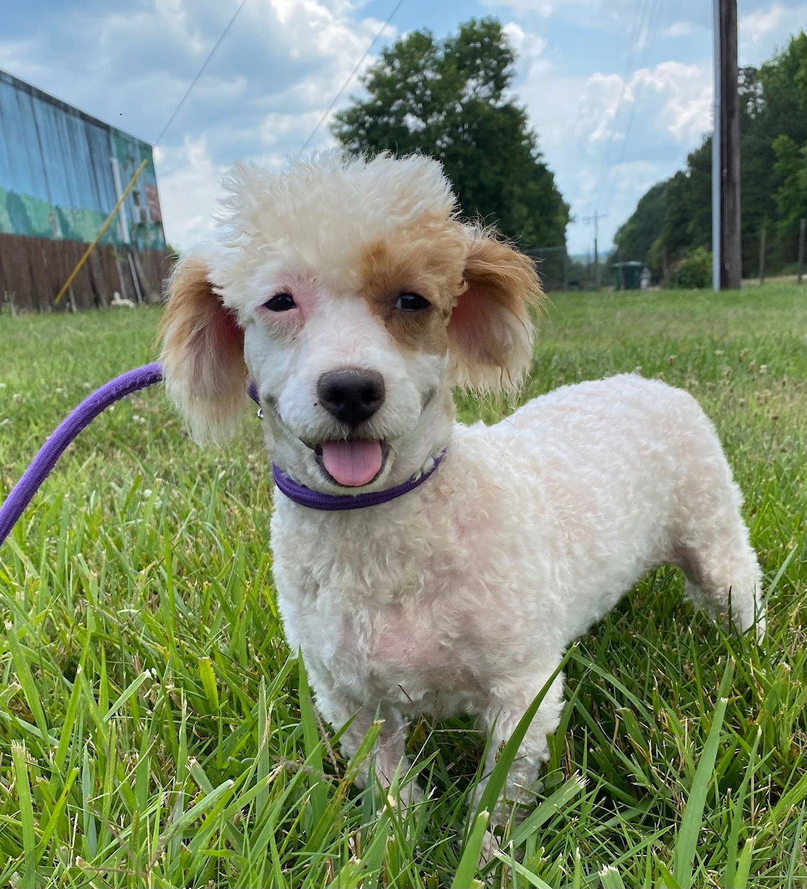 Dog Image
