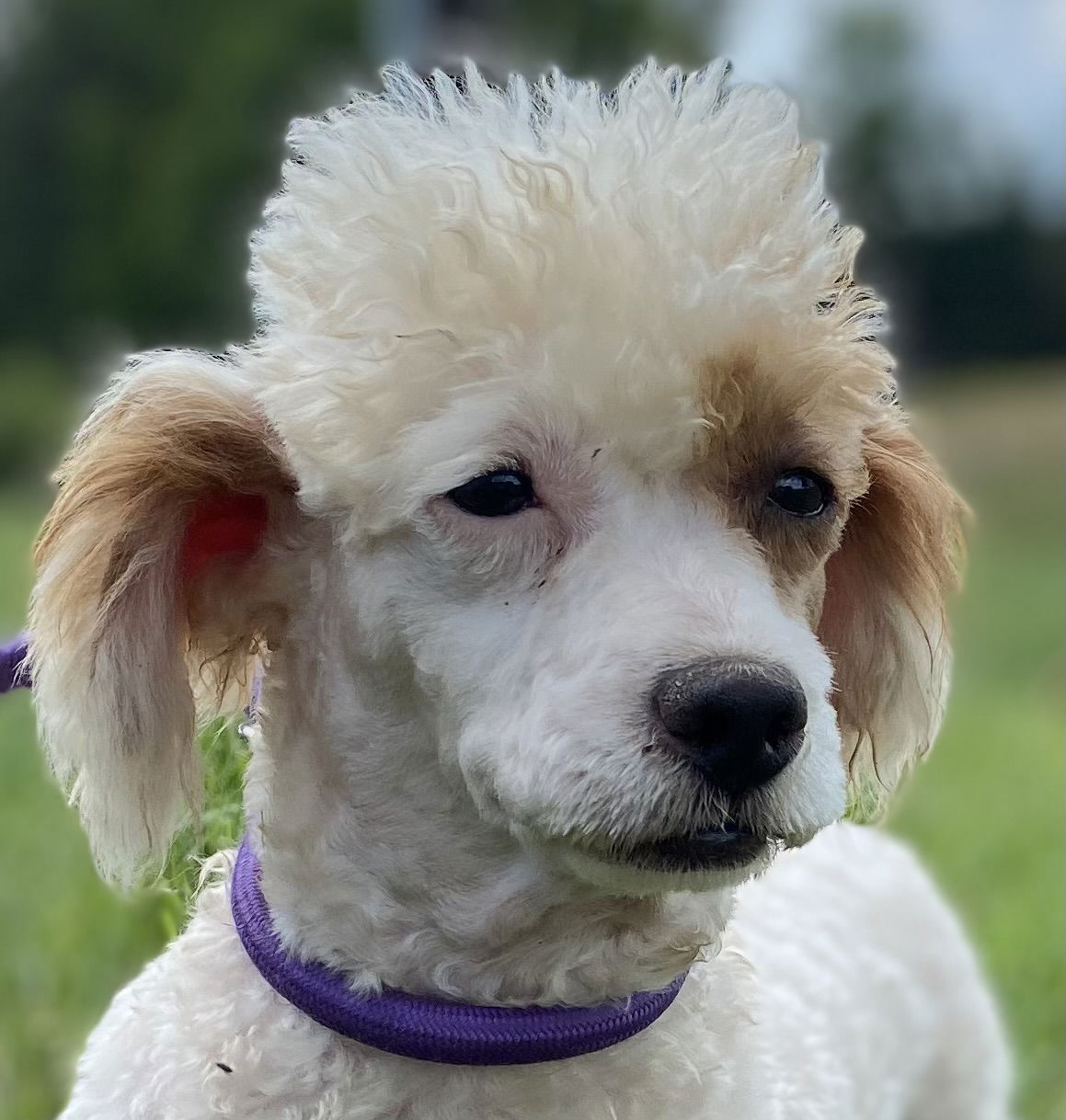 Dog Image