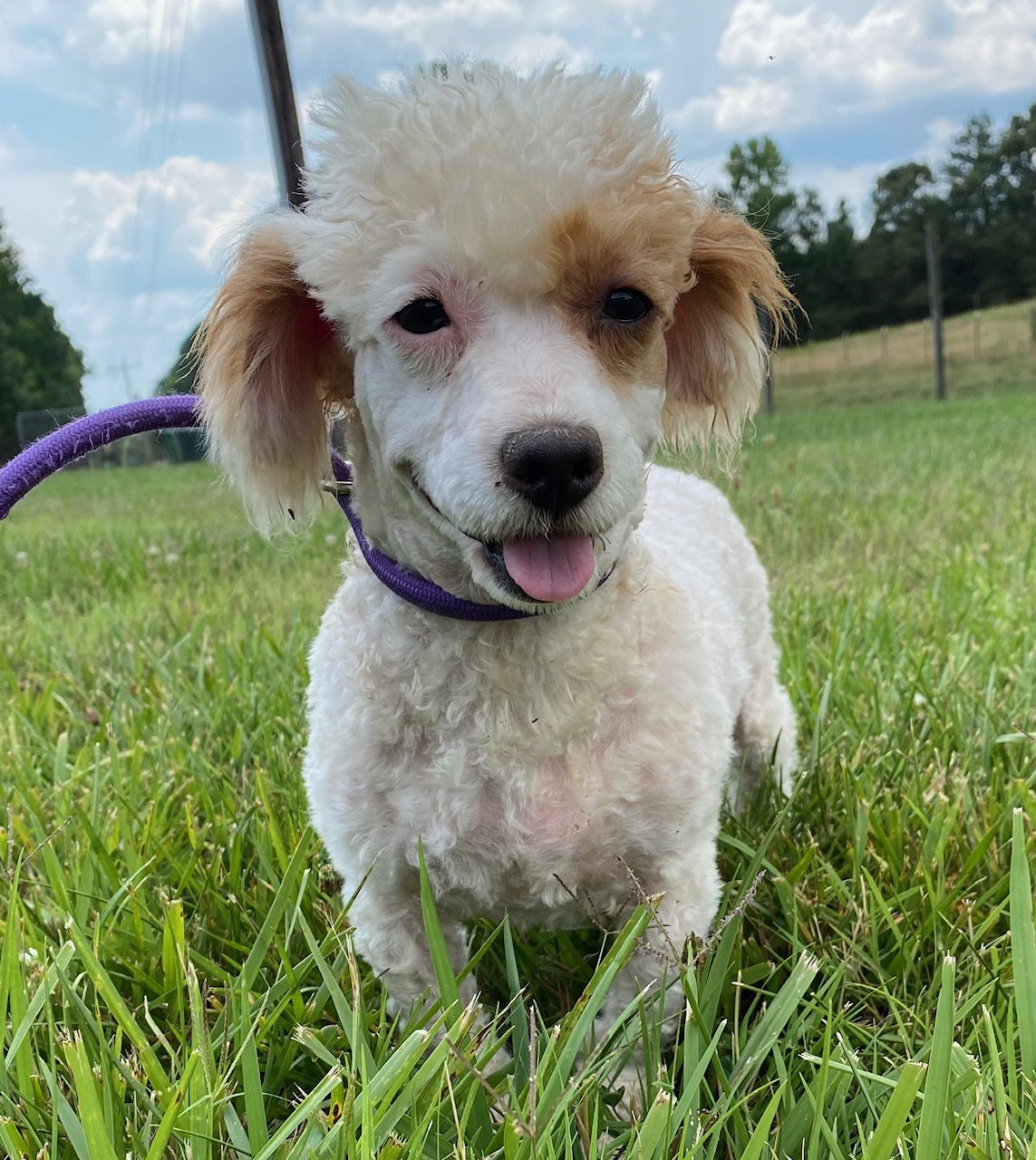 Dog Image