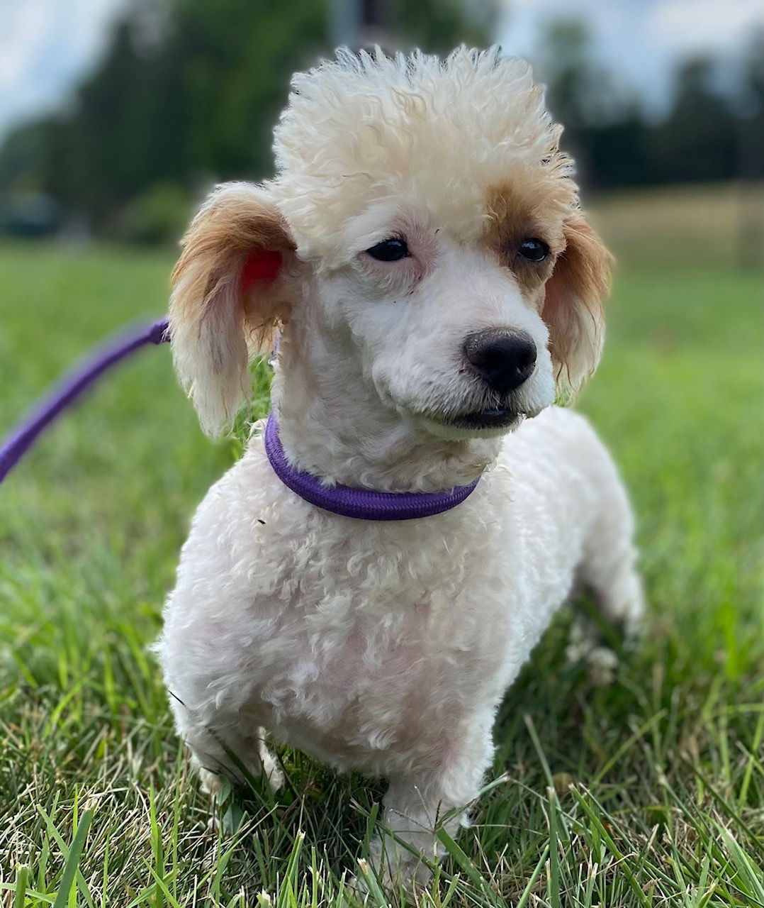 Dog Image