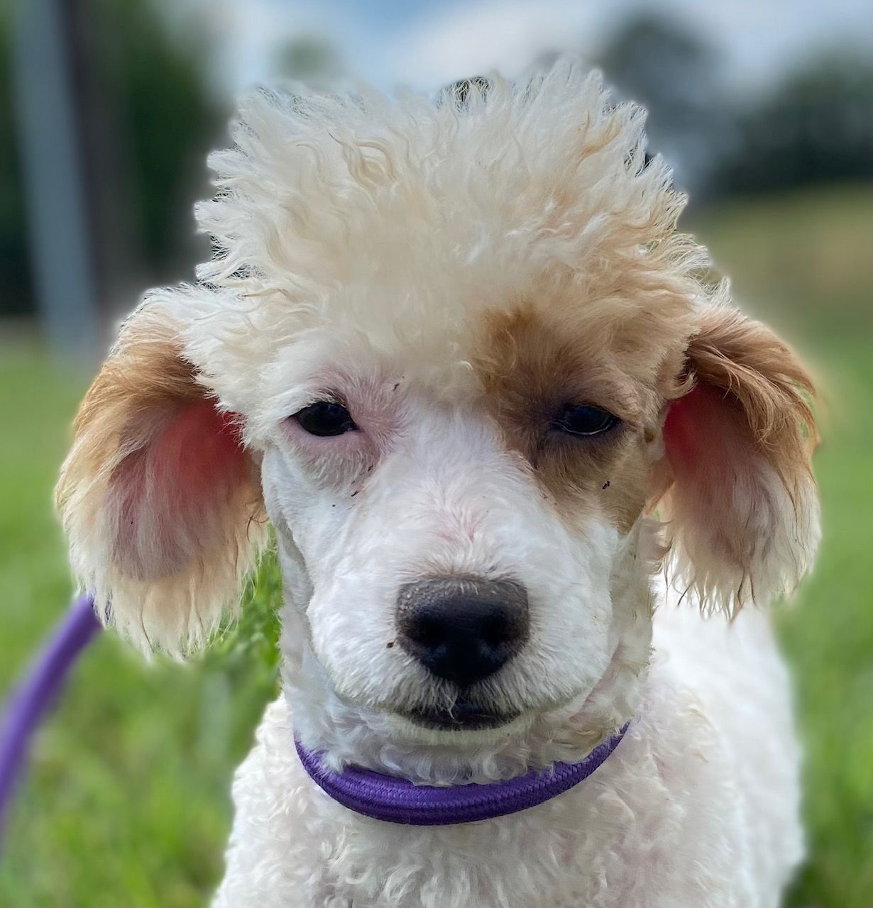 Dog Image