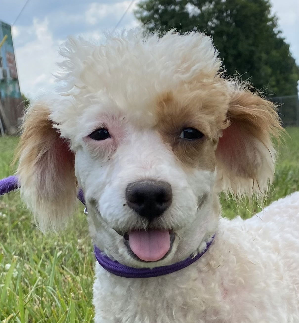 Dog Image