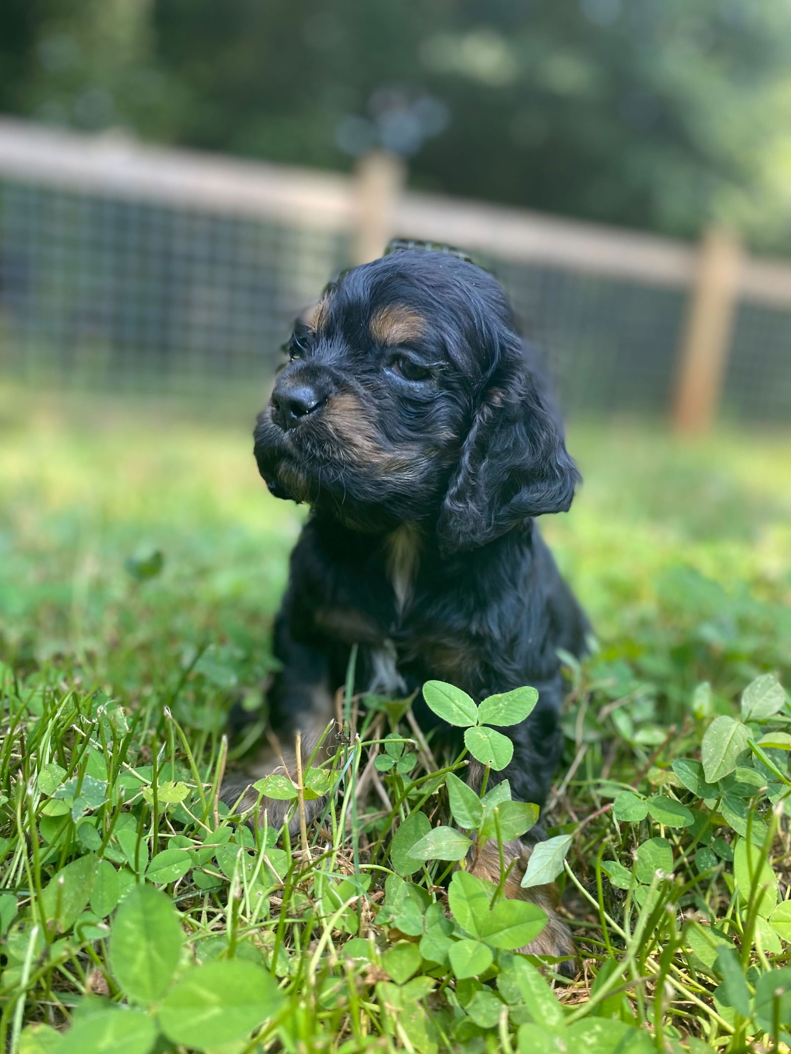 Dog Image