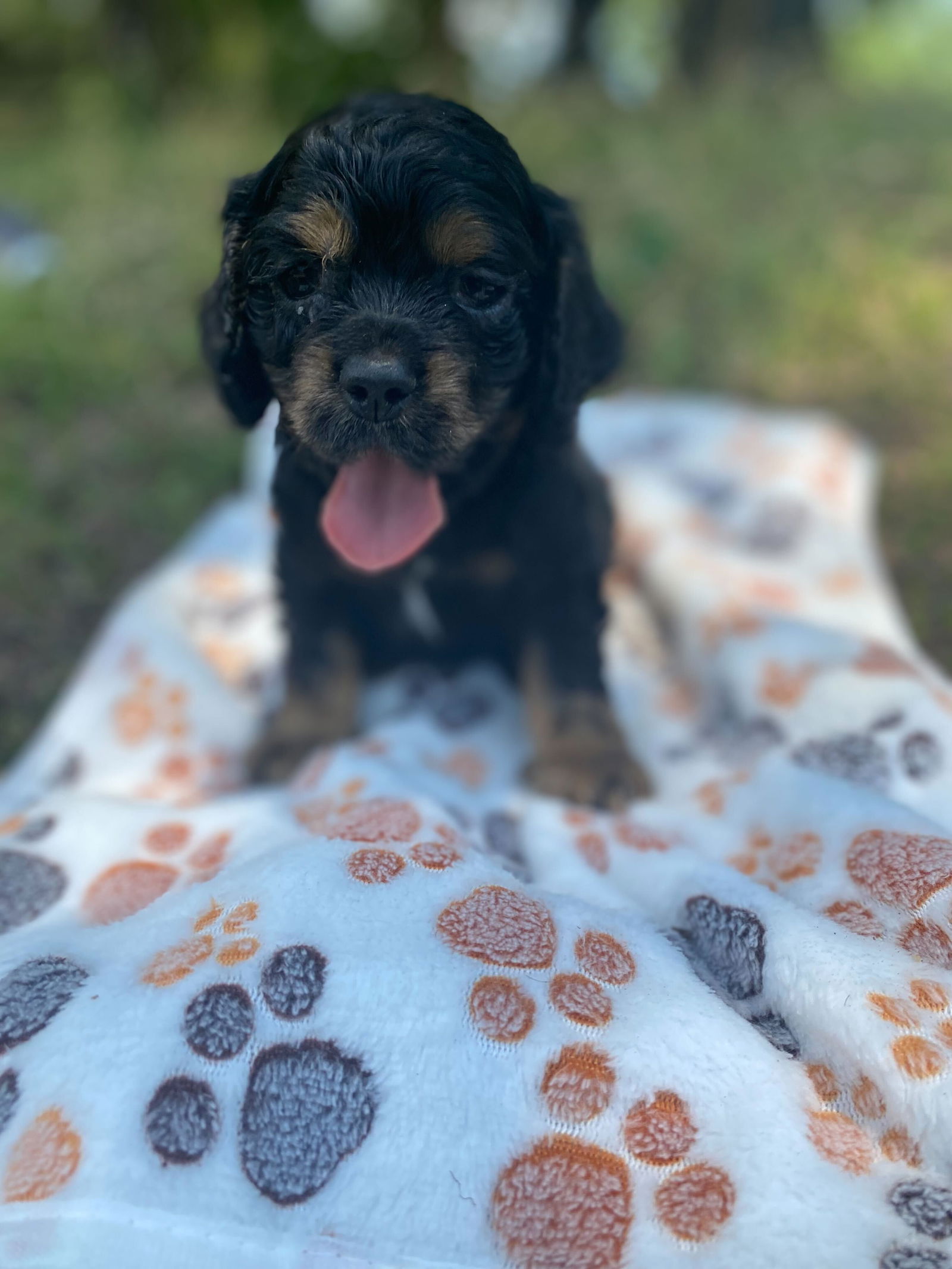 Dog Image
