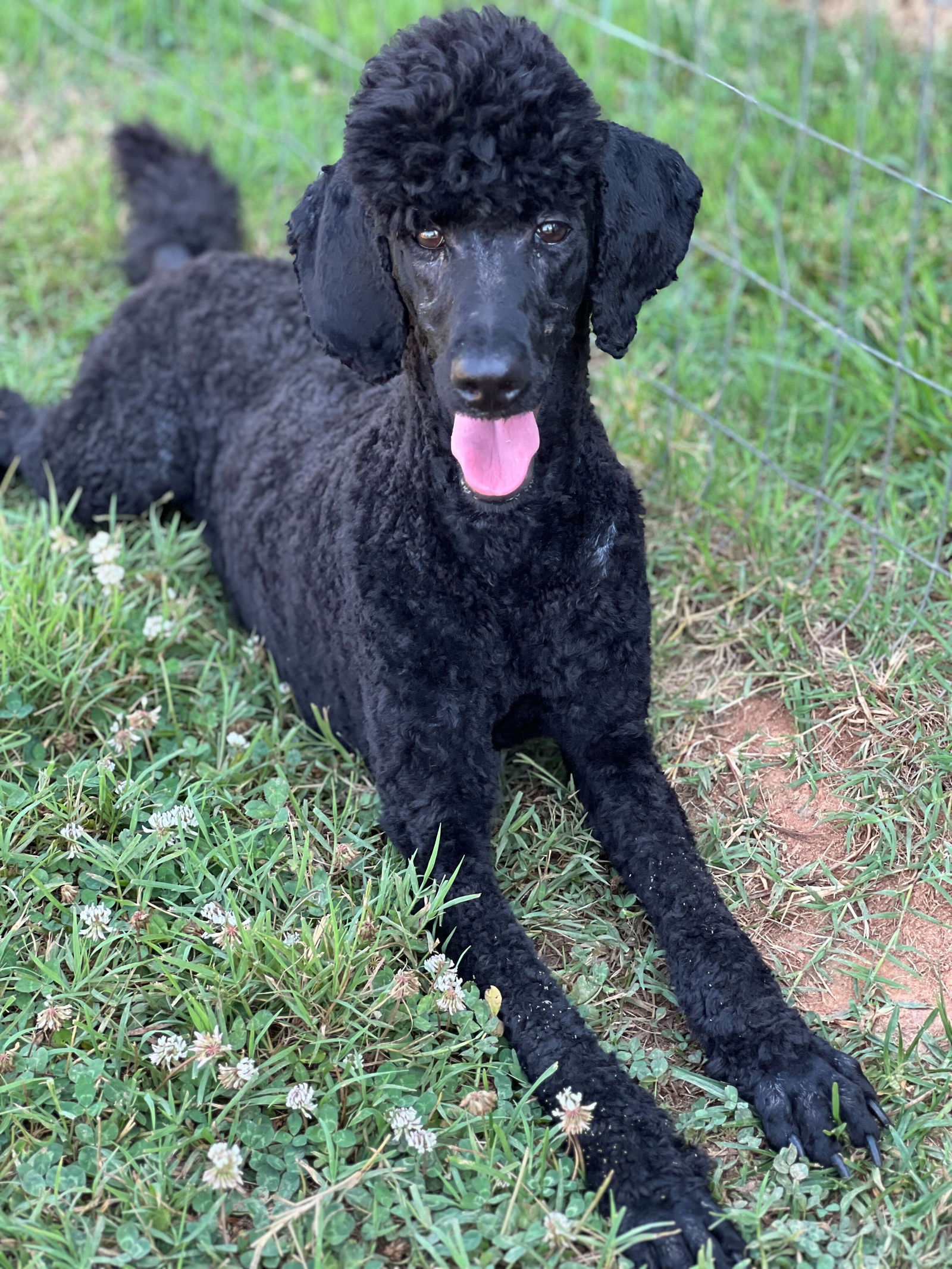 Dog Image