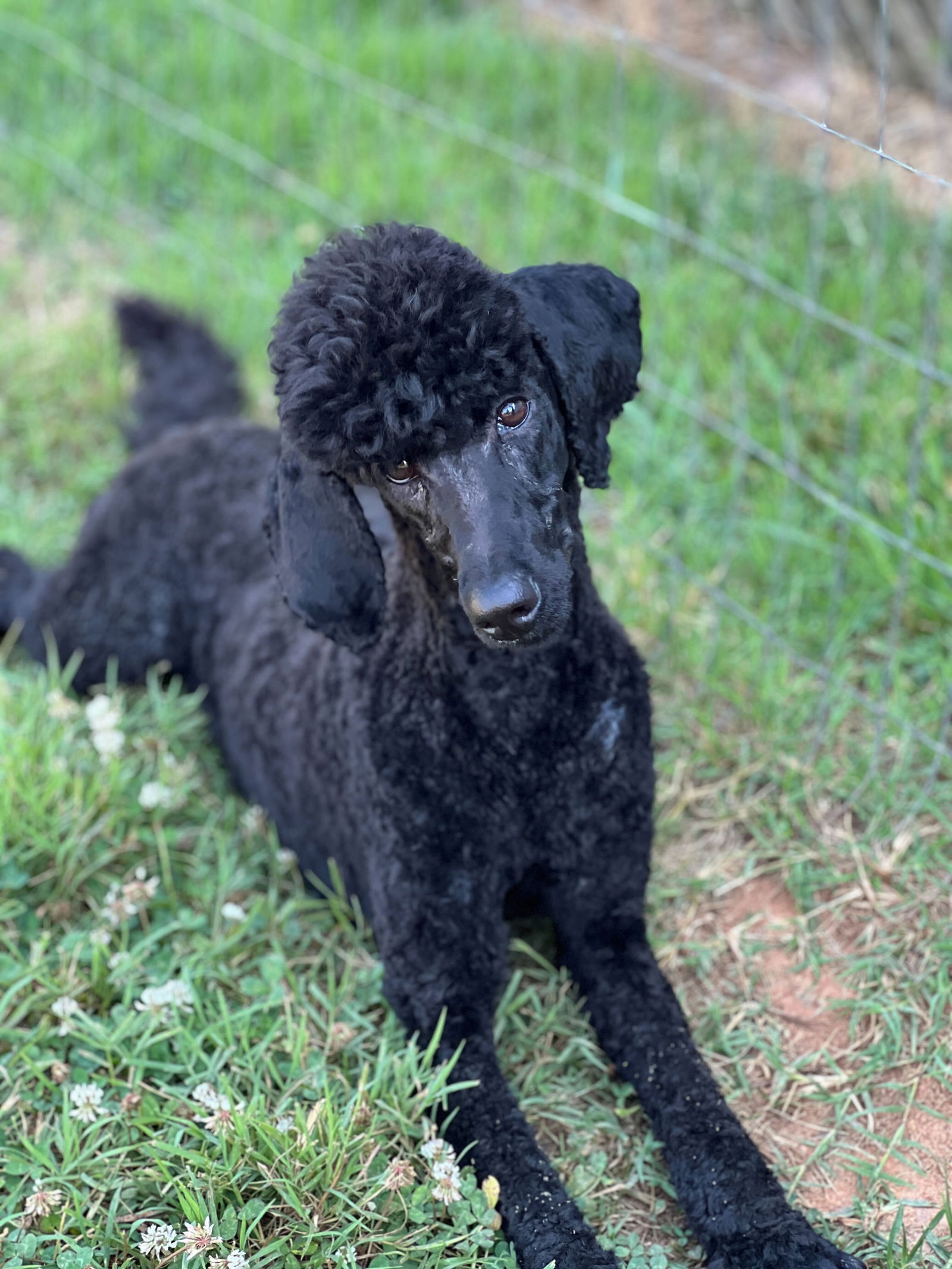 Meet An Adoptable Dog – Carolina Poodle Rescue