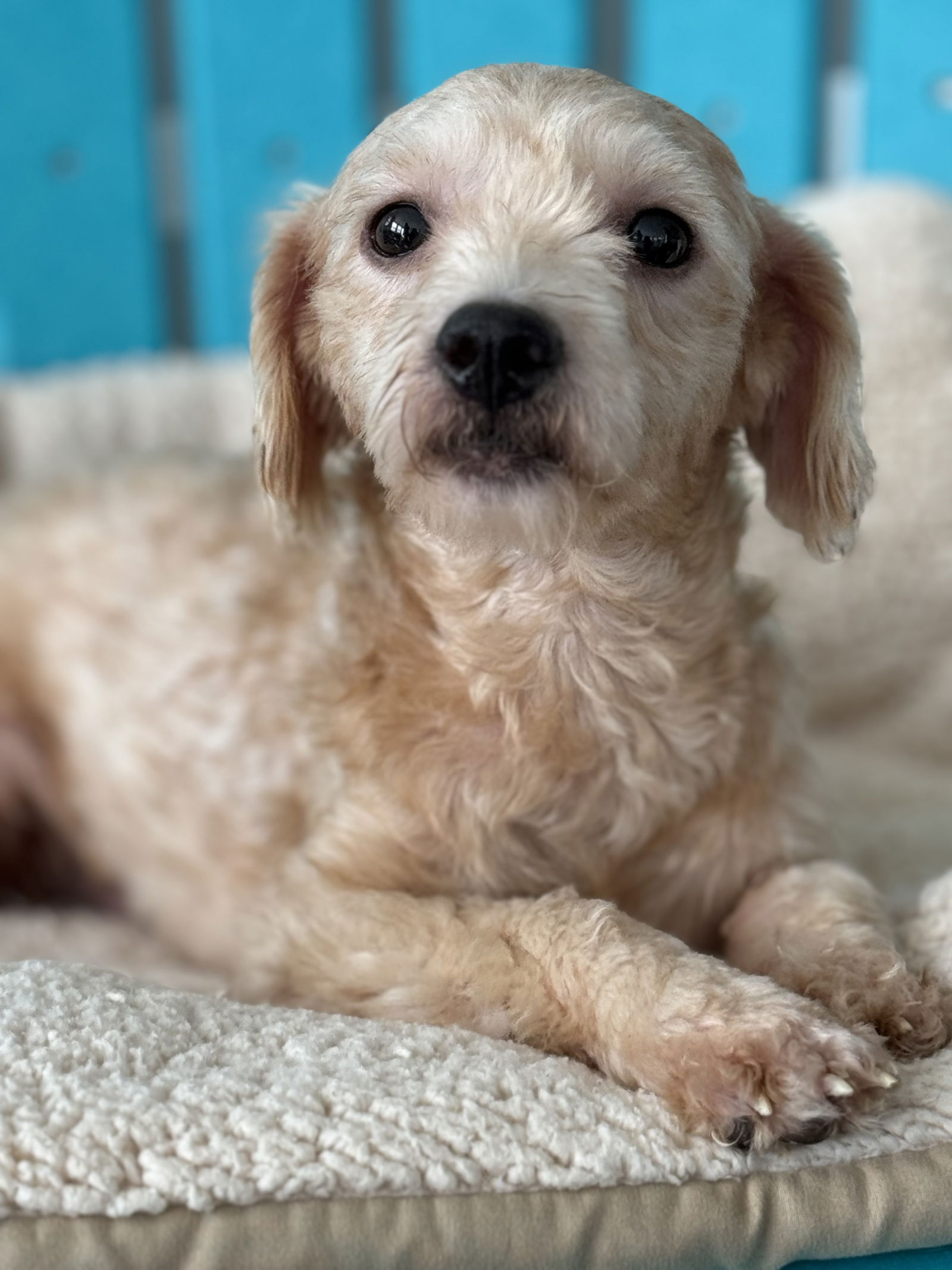 Dog Image