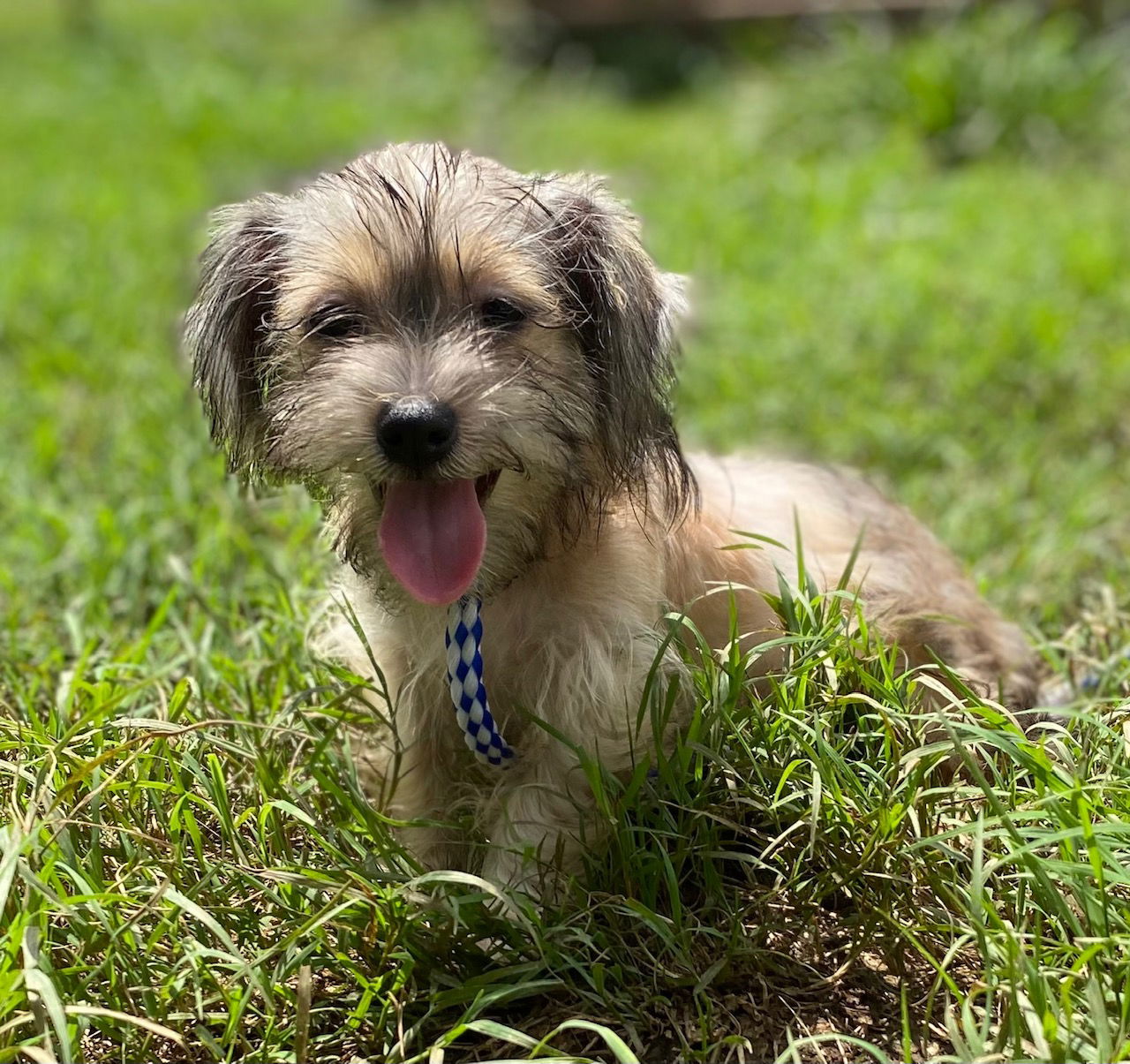 Dog Image