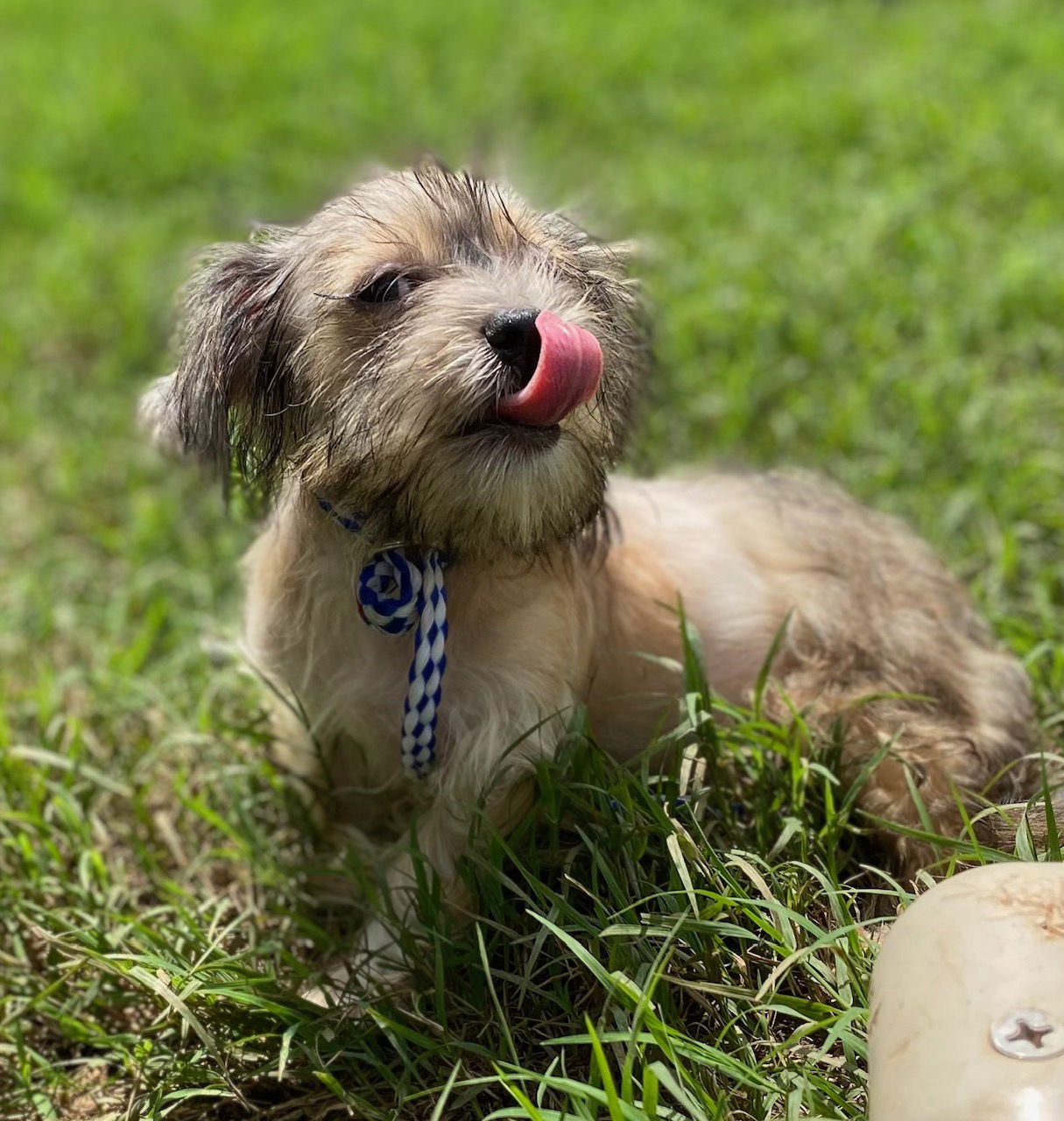 Dog Image