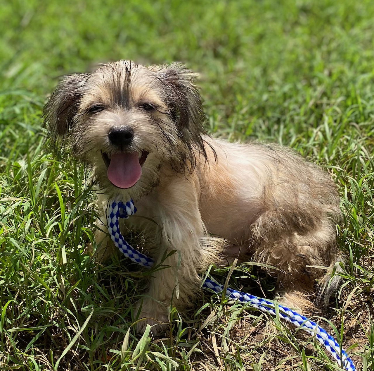 Dog Image