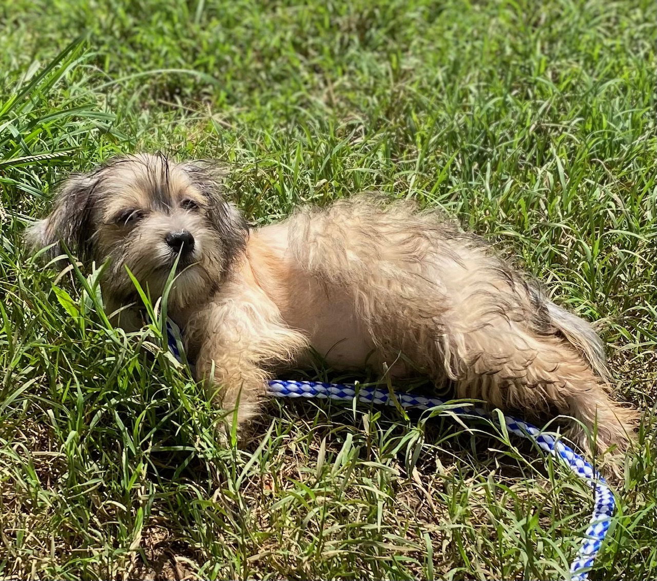 Dog Image