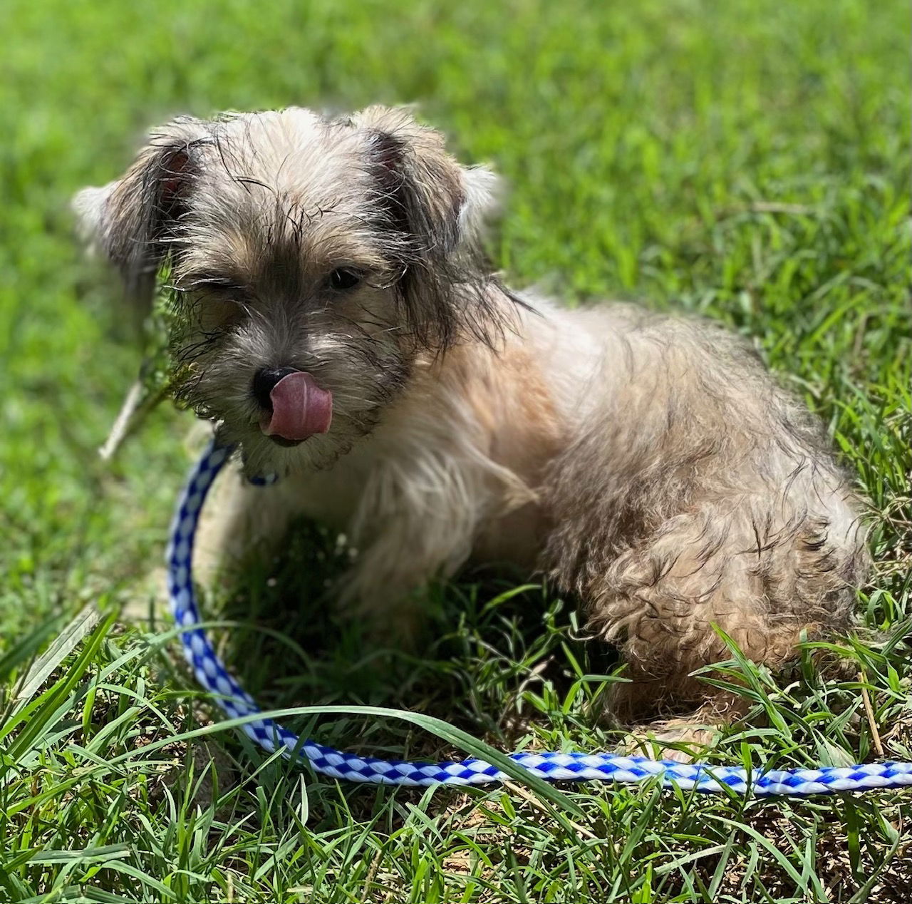 Dog Image