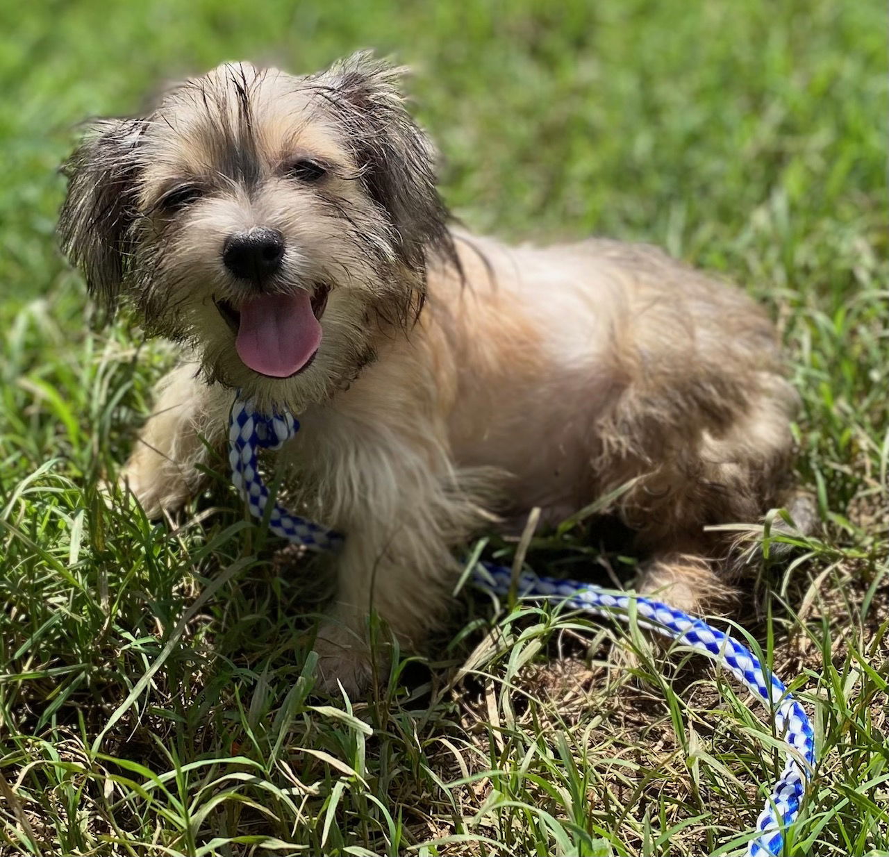Dog Image