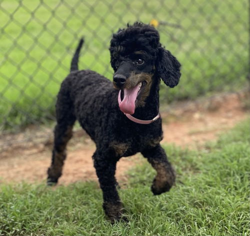 picture of the dog needing adoption