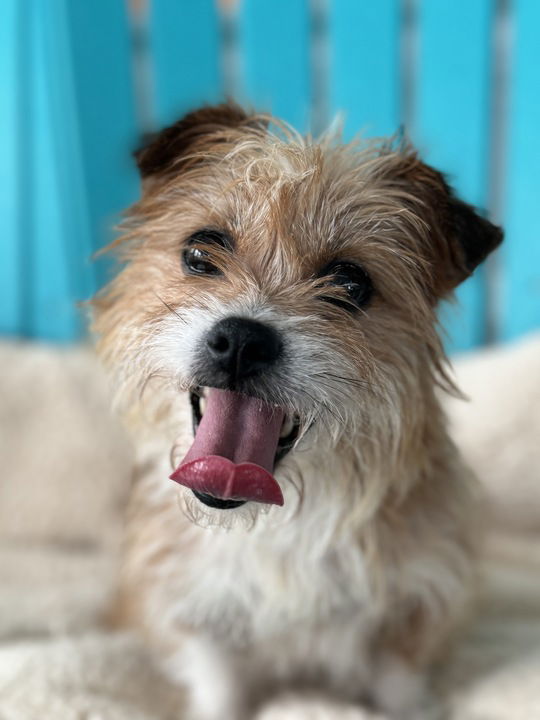 Dog Image