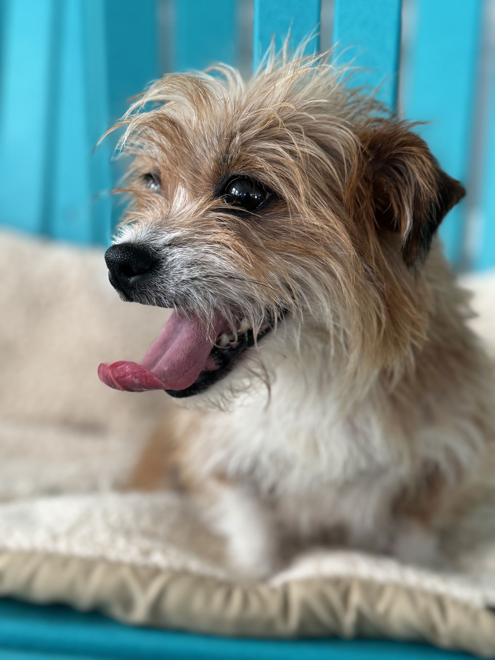 Dog Image