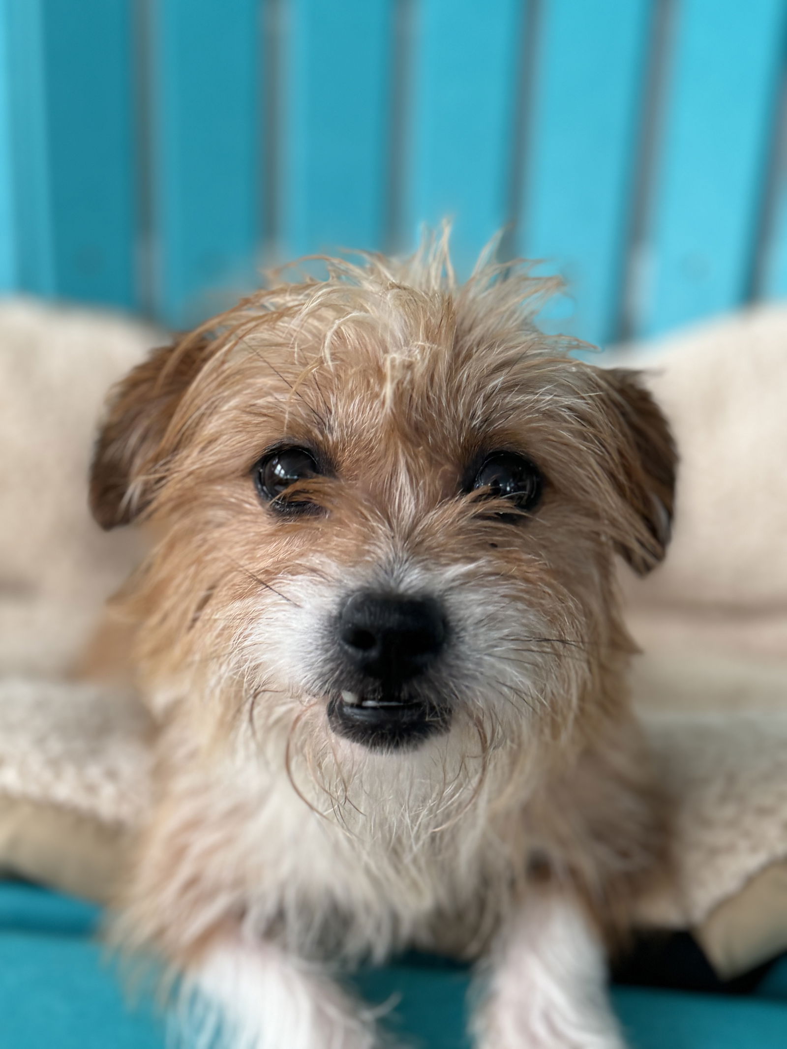Dog Image