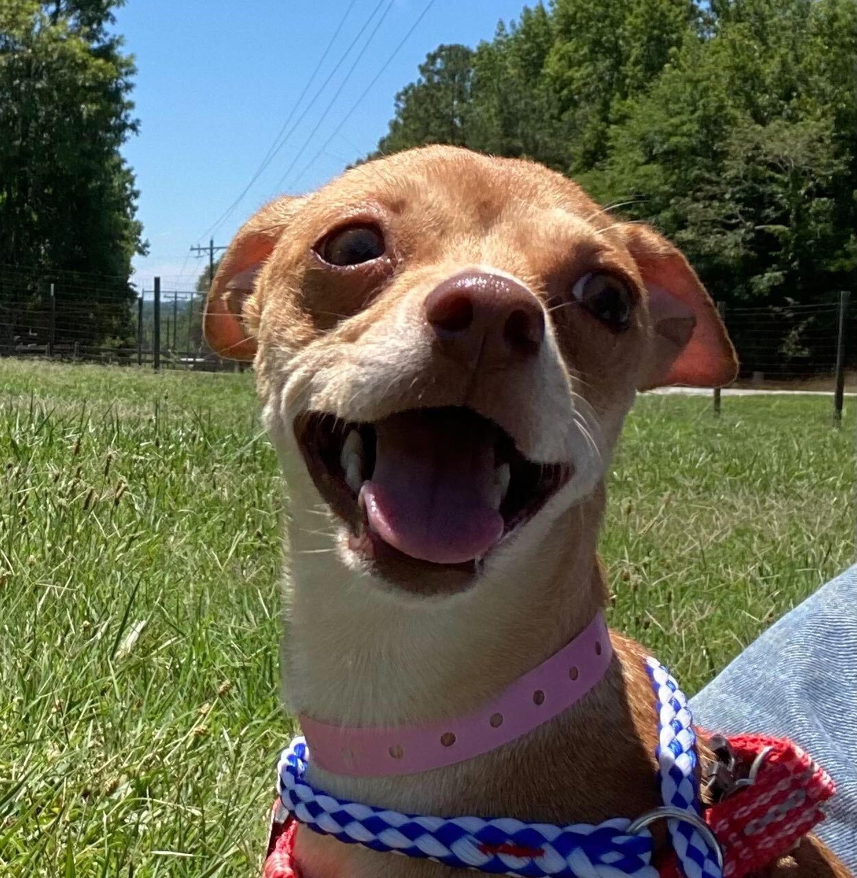 Dog Image