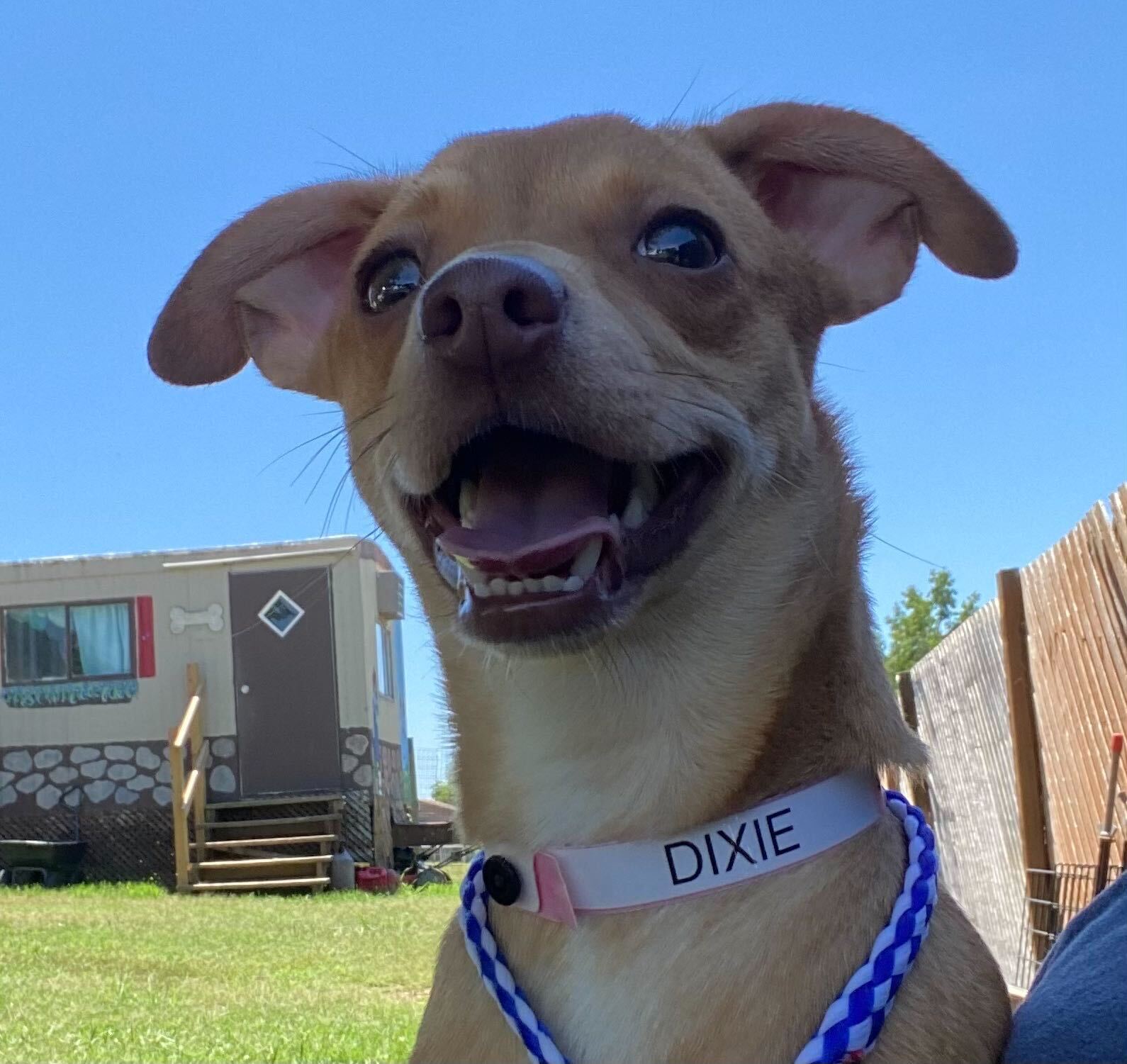 Dog Image