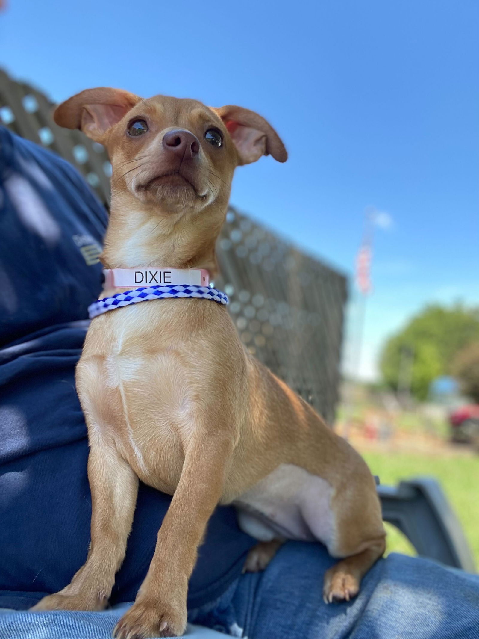 Dog Image