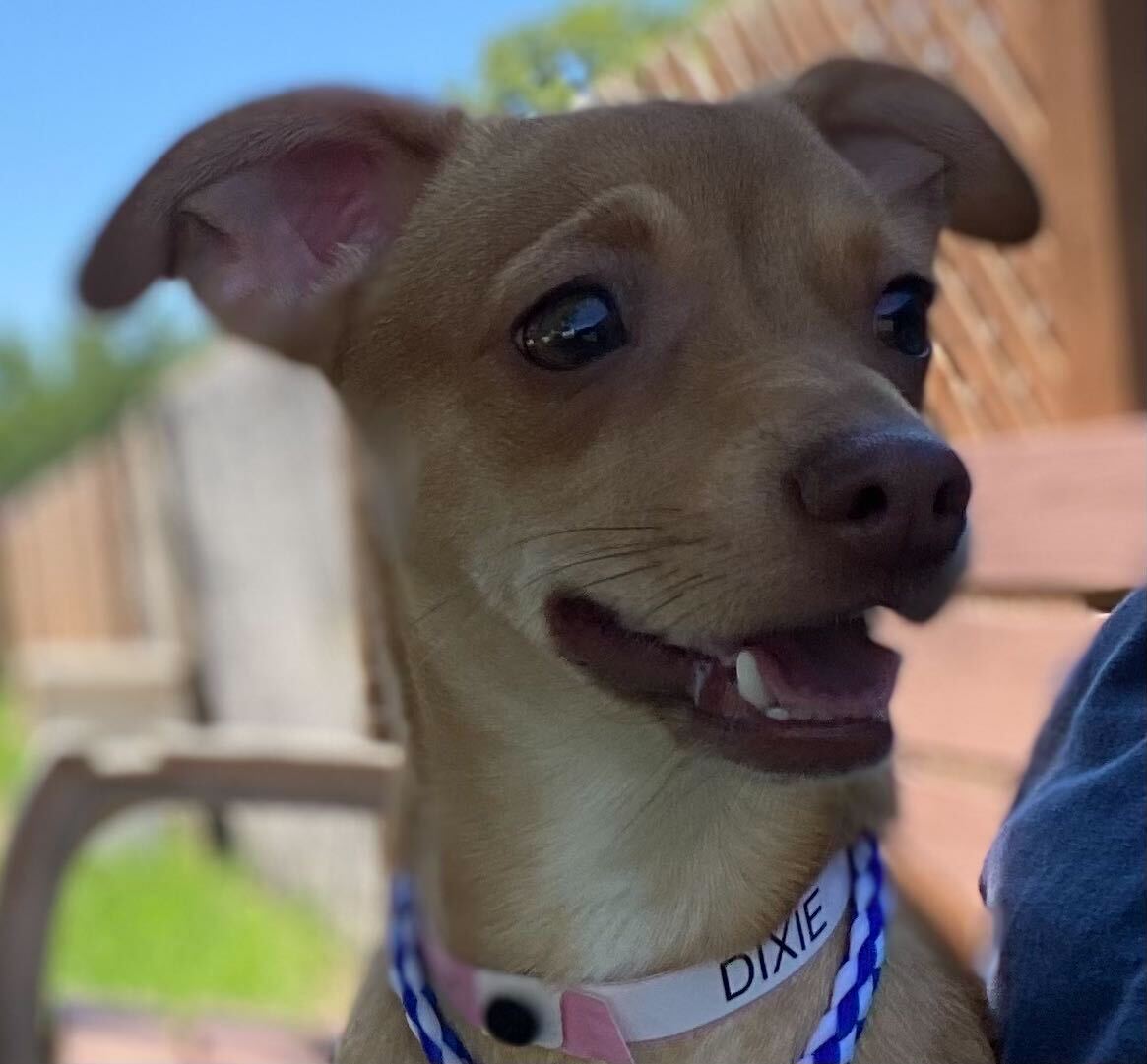 Dog Image