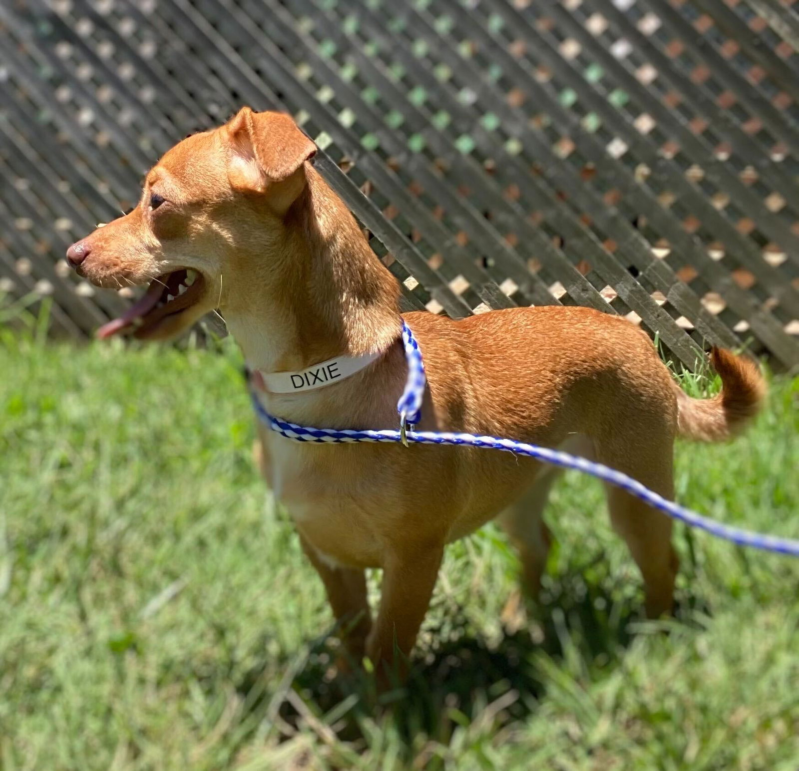 Dog Image