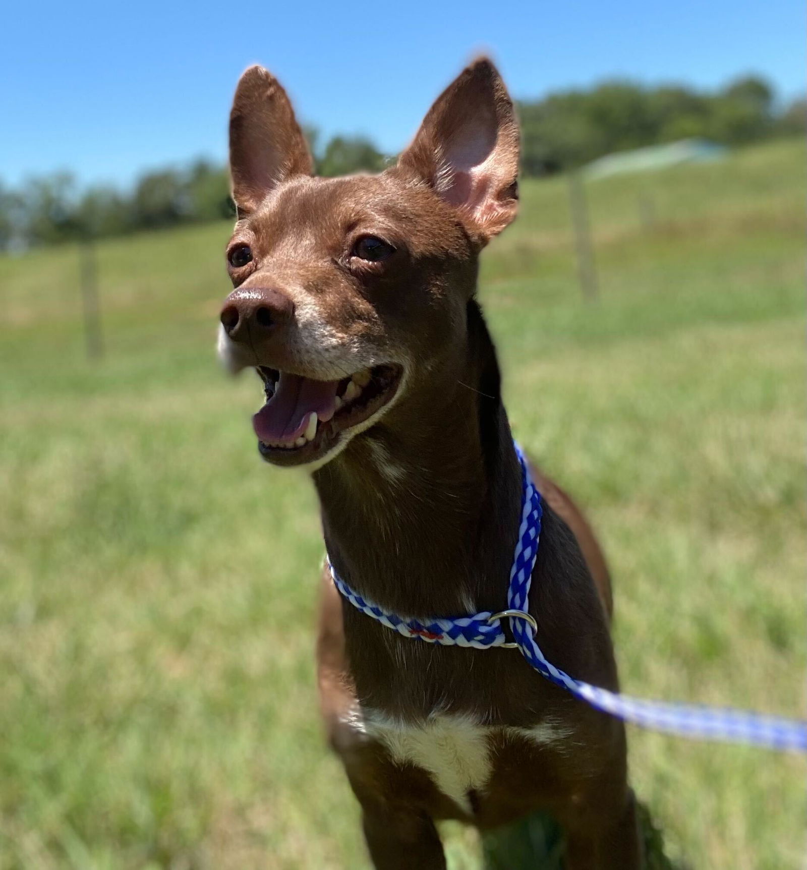 adoptable Dog in Pacolet, SC named Rocky Jun 24