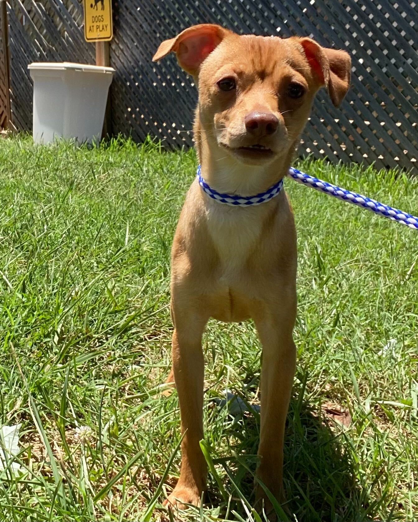 adoptable Dog in Pacolet, SC named Mickey Jun 24