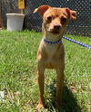 adoptable Dog in Pacolet, SC named Mickey Jun 24