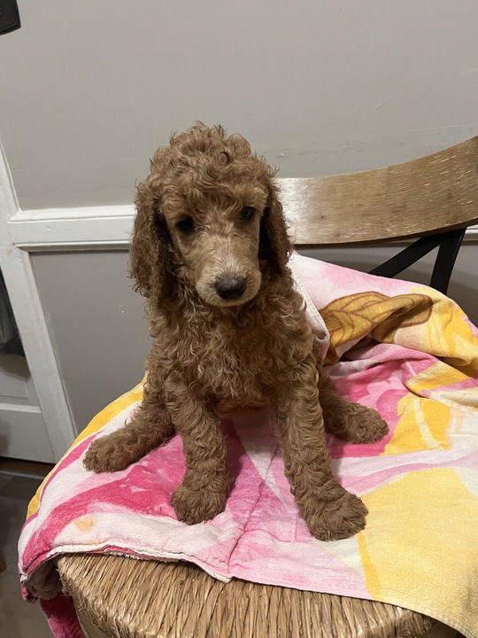 Dog Image