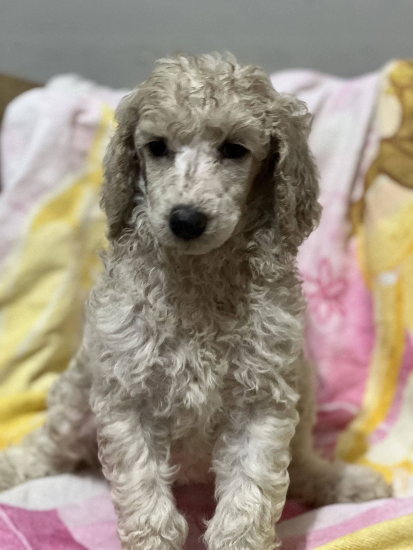 Dog Image
