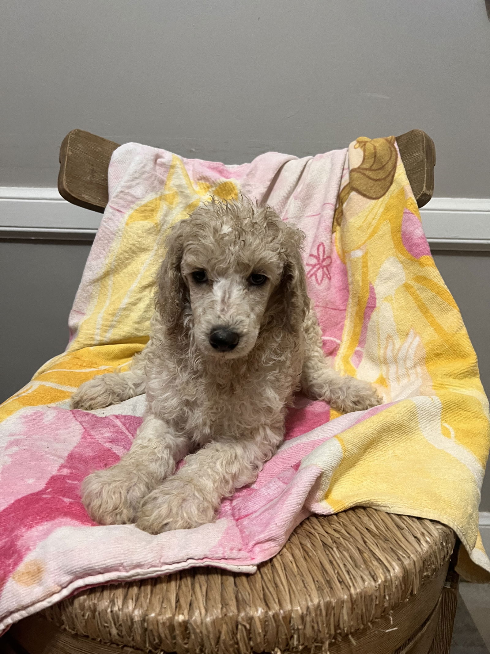Dog Image