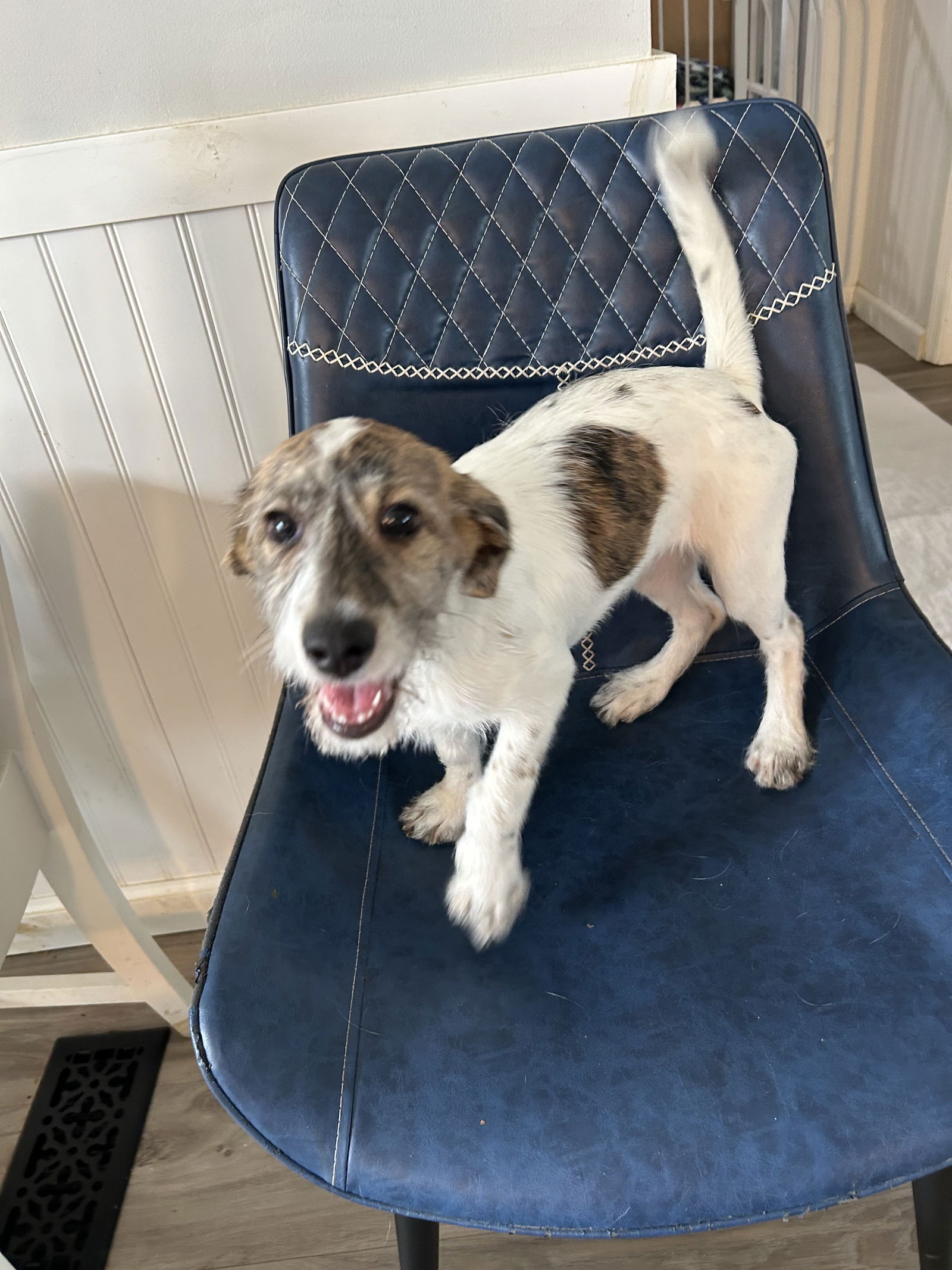 Dog Image