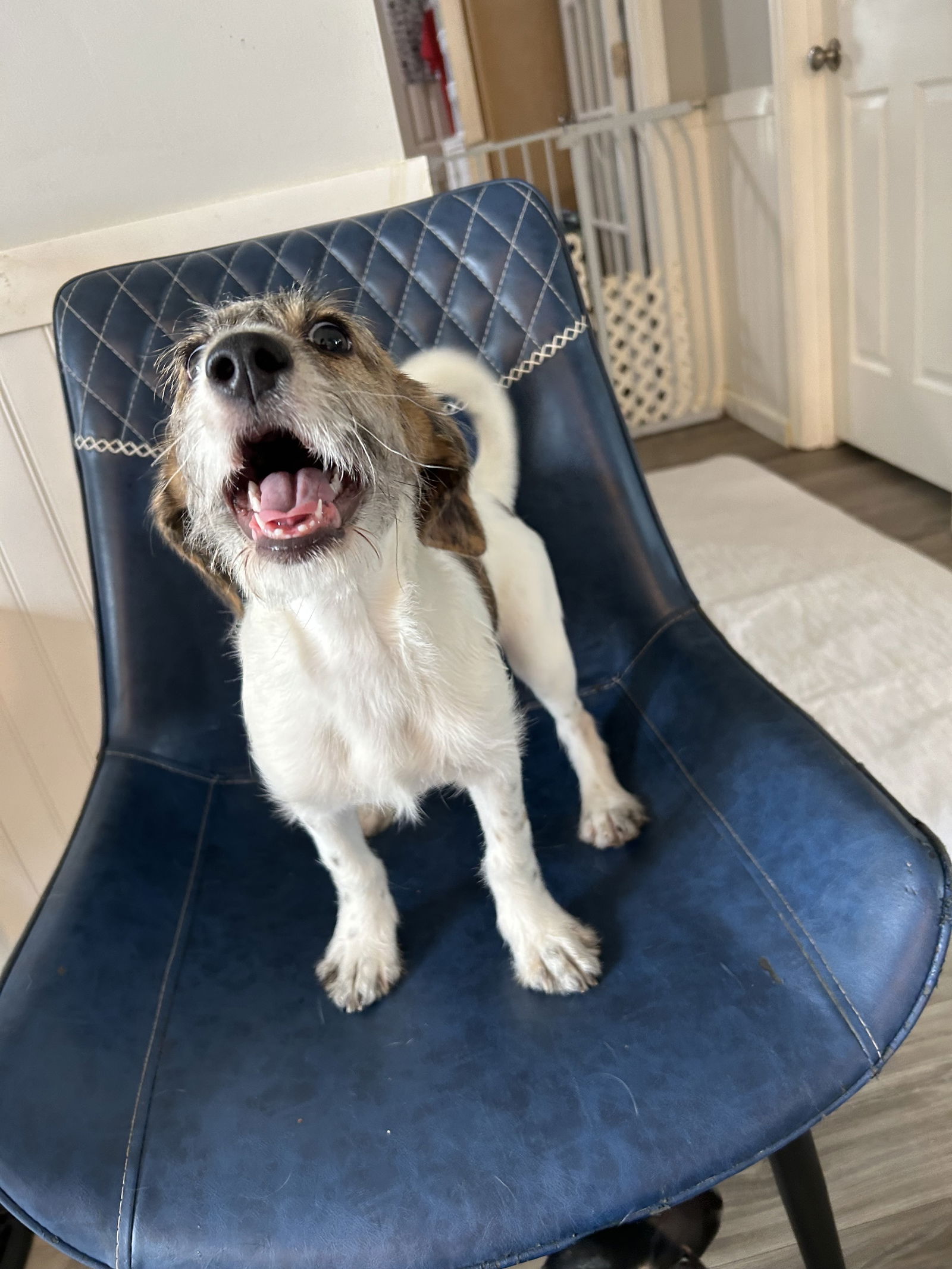 Dog Image